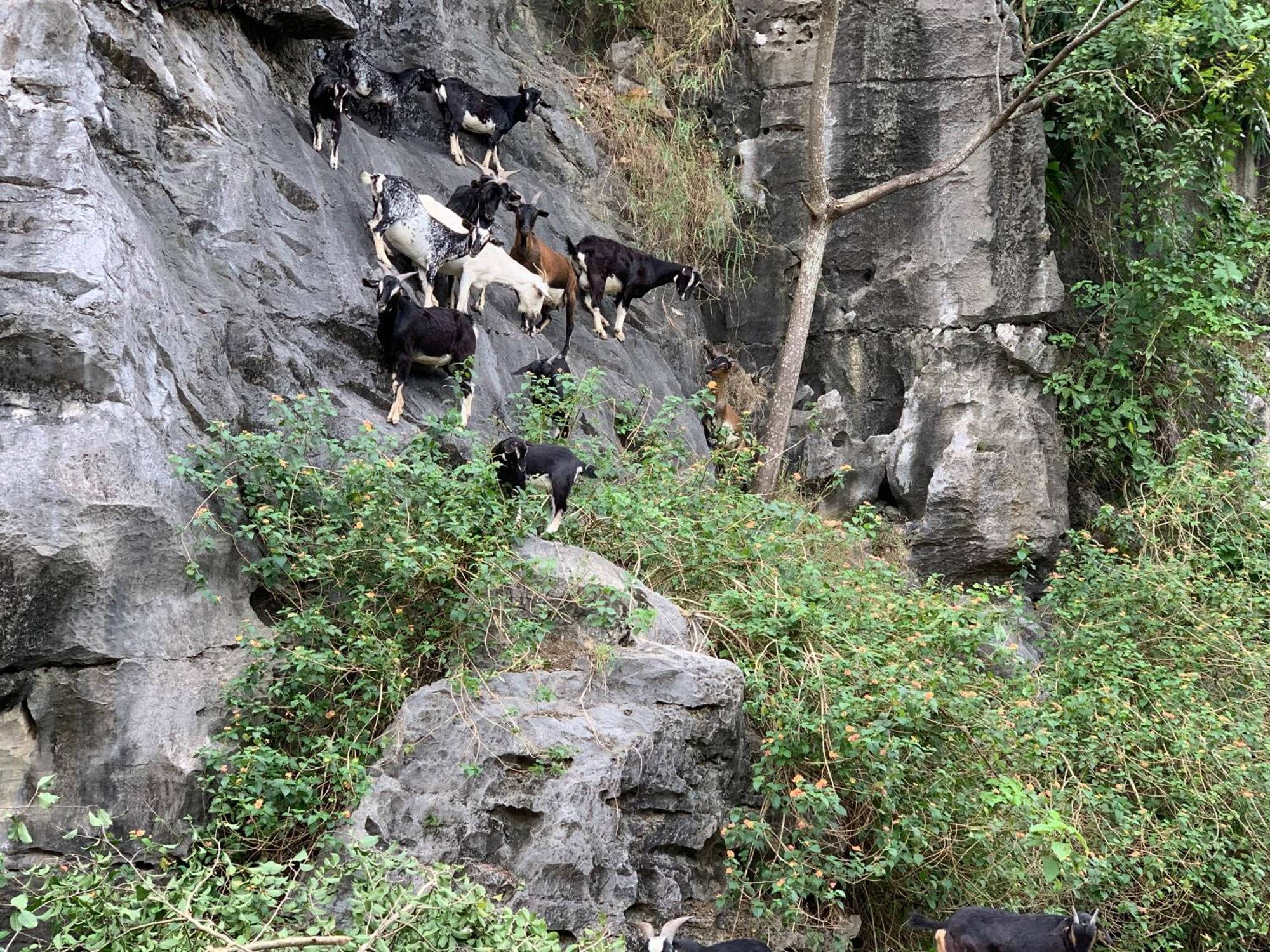 Trang An Lim Garden Otel Xuan Son Dış mekan fotoğraf